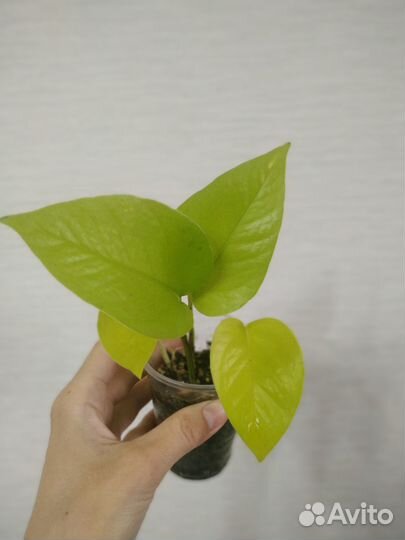 Сциндапсус эпипремнум, гиппеаструм double dream