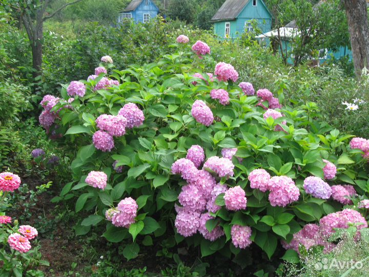 Кустарники декоративные