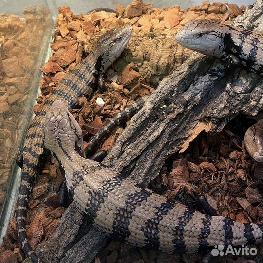 Синеязыкий сцинк