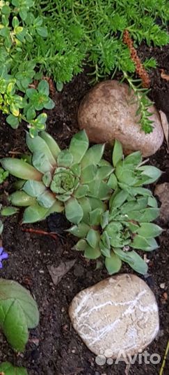 Хосты, почвопокровные очитки