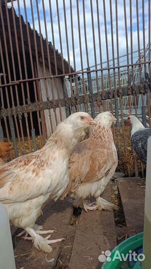 Молодки, семьи кур