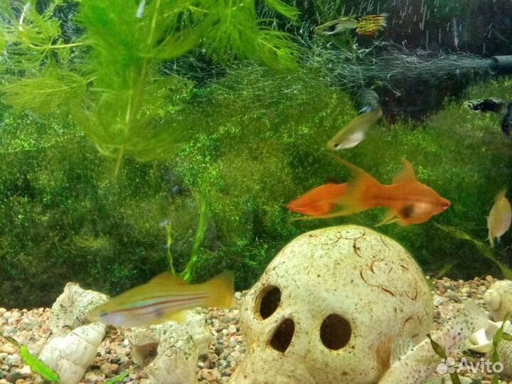 Рыбки, растения, улитки