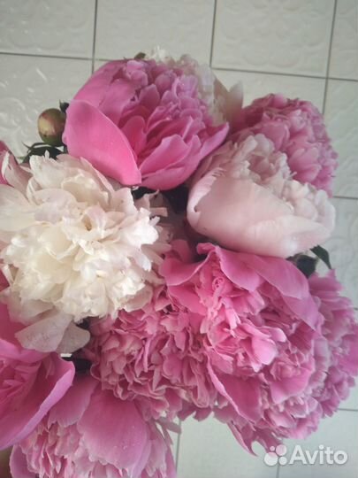 Пионы в букете