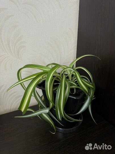 Хлорофитум Хохлатый Бонни (кудрявый)