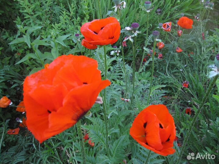 Монтбреция Маки восточные Дицентра