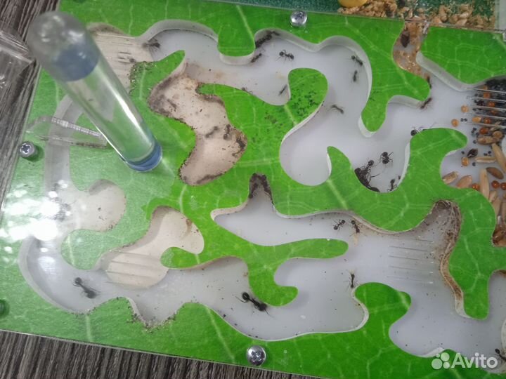 Муравьиная ферма с муравьями