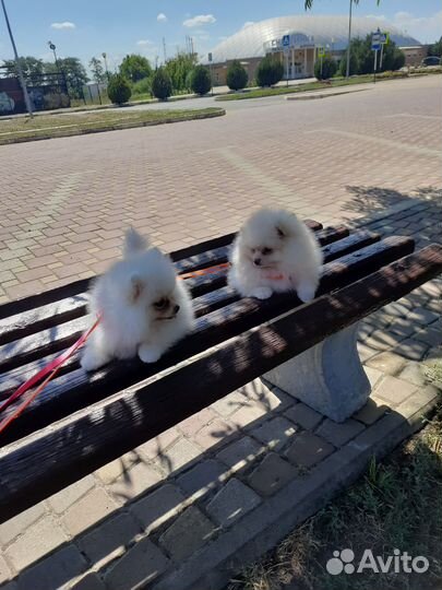 Шпиц кремовый (мини мишки)