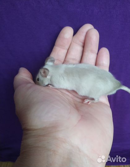 Кариковые декоративные мышки-малышки