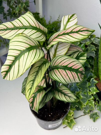 Калатея white стар