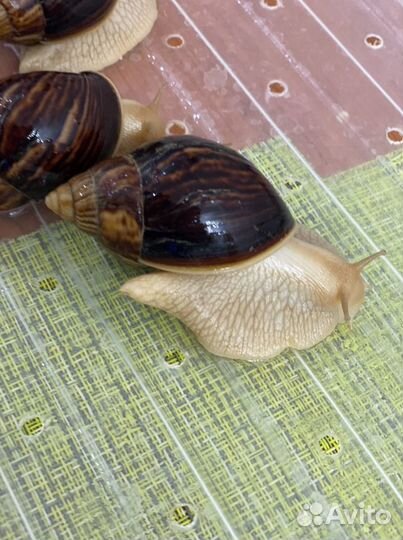 Улитки ахатины