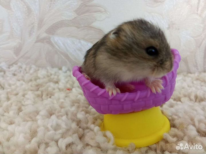 Джунгарский хомяк