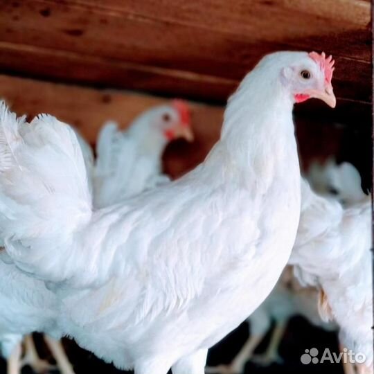 Рыжие молодки 6-ти месячные