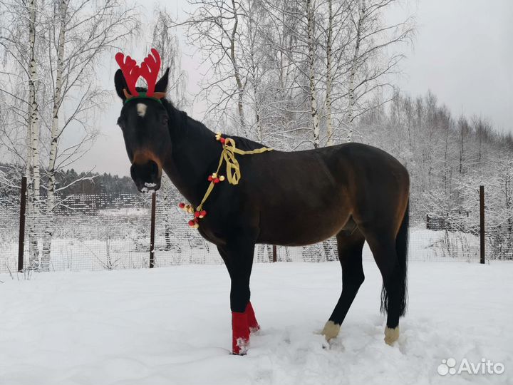 Продажа лошадей