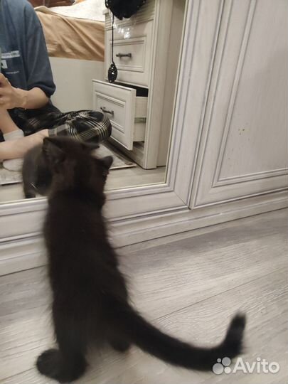 Черный котенок