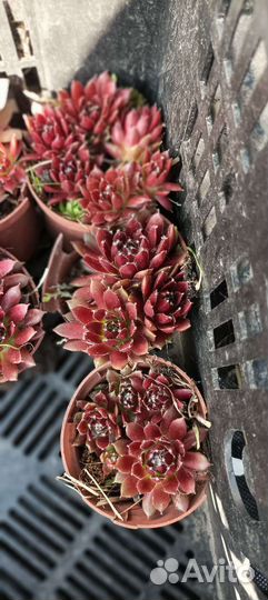 Молодило каменная роза