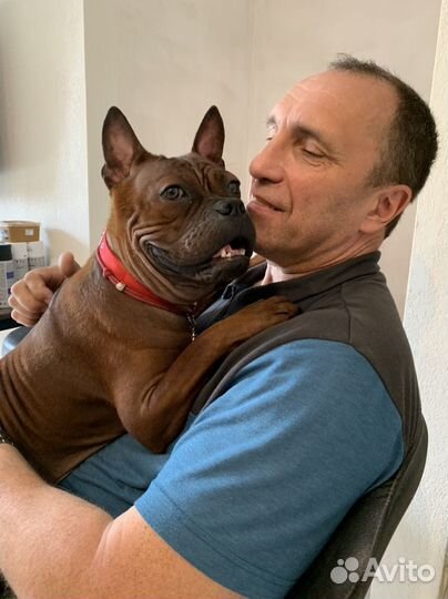 Чунцин Питомник Элитная Девочка Щенок Р.К.Ф