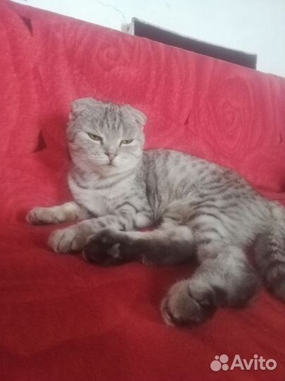 Шотландская вислоухая кошка в добрые руки