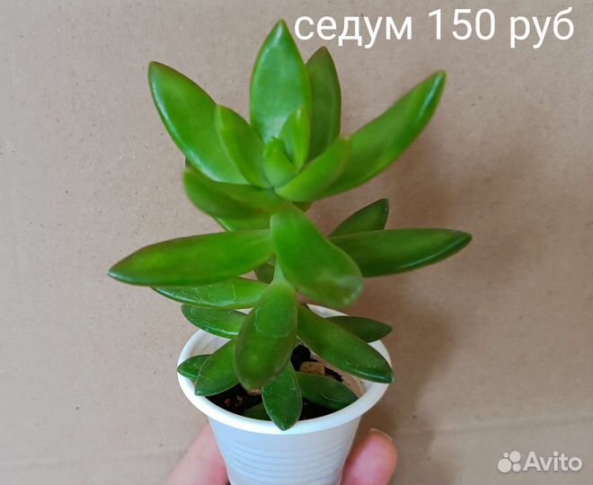 Хавортия адромискус кактус