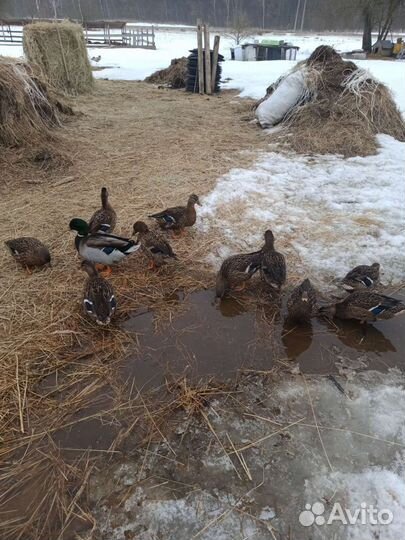 Дикие утки на охоту