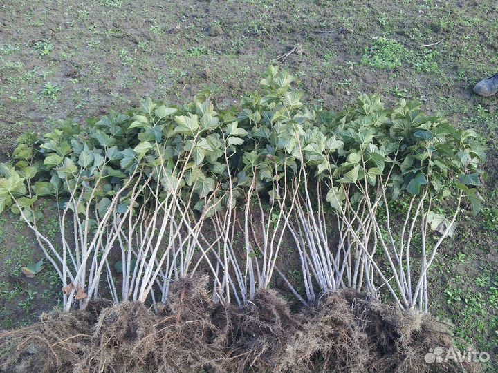 Ремонтантная малина рассада