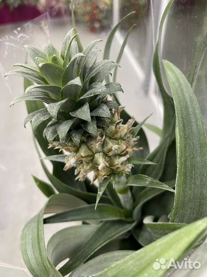 Ананас в горшке с плодом