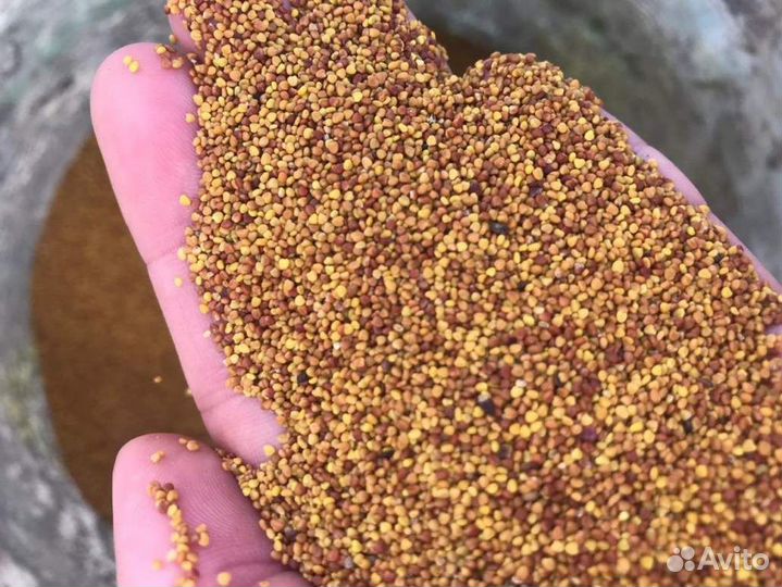 Семена редкого белого клевера, ползучего, Немецкий