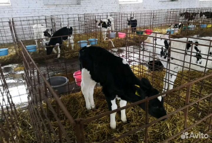 Холмогоры Голштины Бычок Теленок Телки