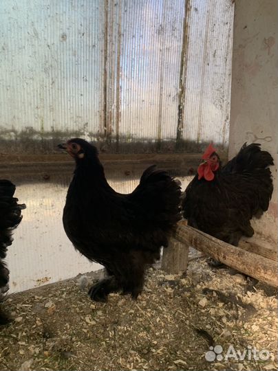 Цыплята -карликовый кохинхин 4.5мес(пара)