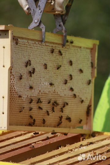 Липовый мед 2023