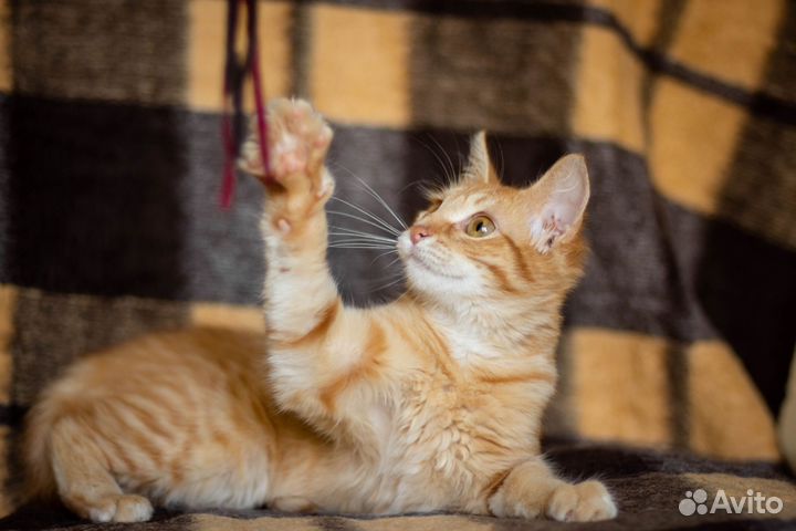 Рыжий котенок девочка