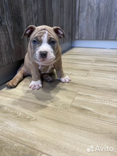 Американский Булли Мальчик