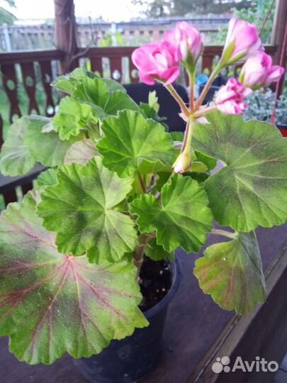 Пеларгония (герань) розебудная