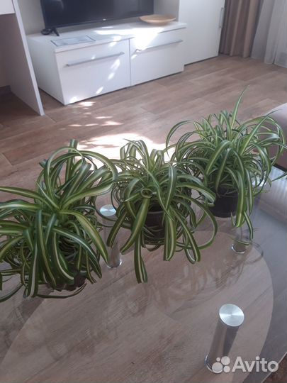 Хлорофитум кудрявый