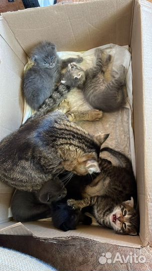 Котята в добрые руки