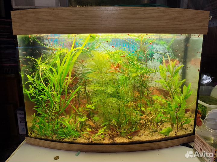 Петушки,меченосцы,ациструсы