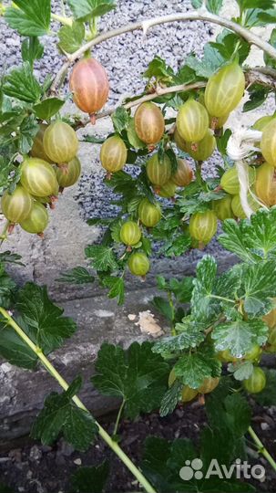 Саженцы крыжовника