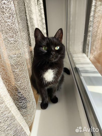 Кошечки в добрые руки