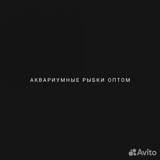 Рыбки оптом