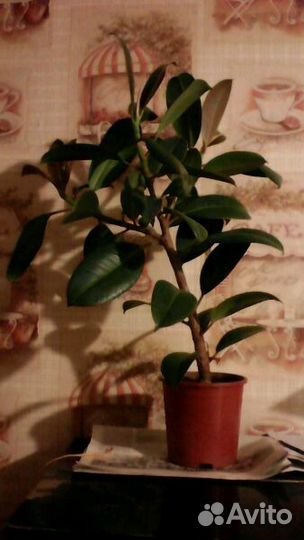 Фикус каучуконосный