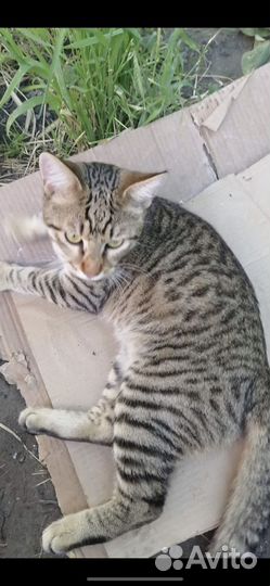 Чей кот