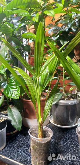 Пальма трахикарпус Форчуна Trachycarpus fortunei