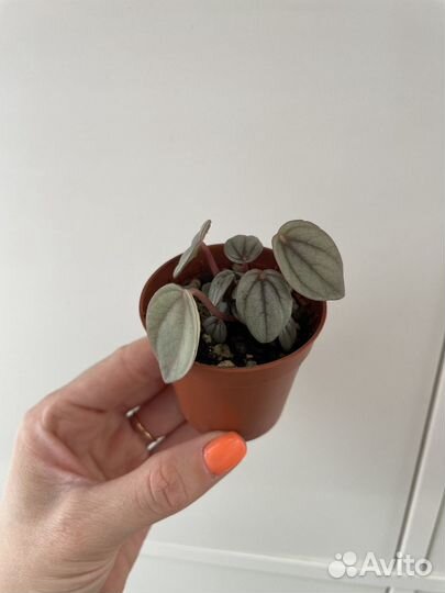 Пепперомия