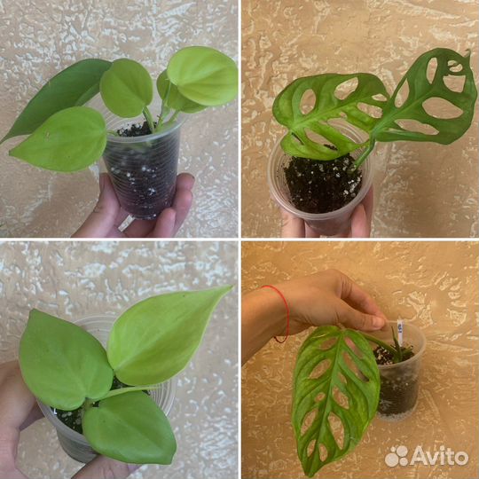 Часть 2. Сциндапсус эпипремнум филодендрон