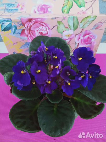 Детки сортовых фиалок
