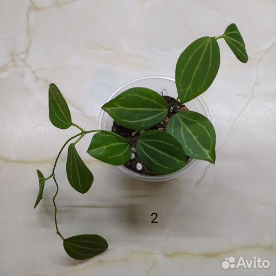 Дисхидия овата