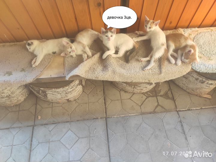 Котята в добрые руки