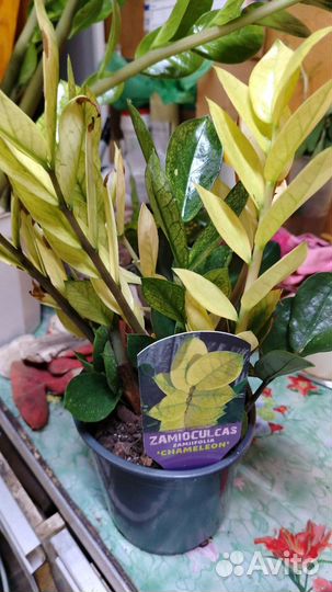 Замиокулькас zamiifolia Cameleon