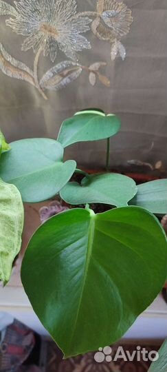 Домашние растения цветы