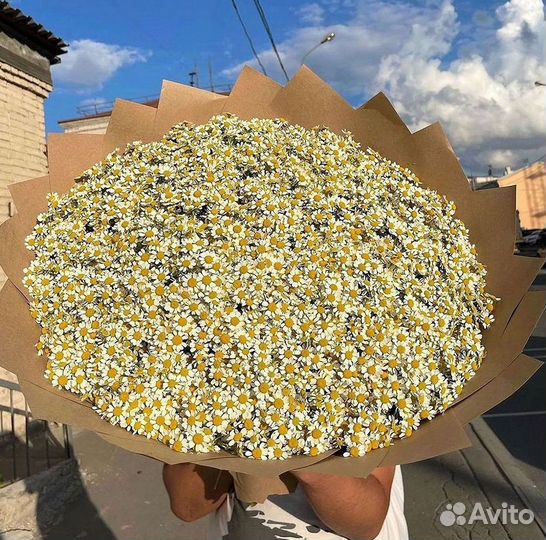 Ромашки Пионы Розы Доставка