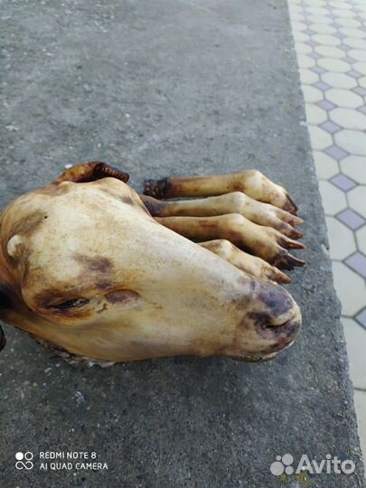 Бараны, Овцы